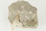 Otodus Shark Tooth Fossil in Rock - Eocene #201168-2